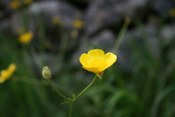 Closeup of a flower	