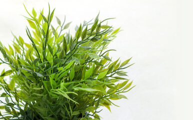 Decoration plant on pot isolated on white.Plant decorative concept background 