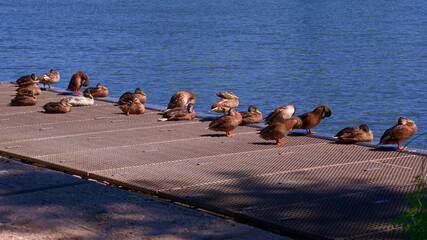 Enten am Flussufer