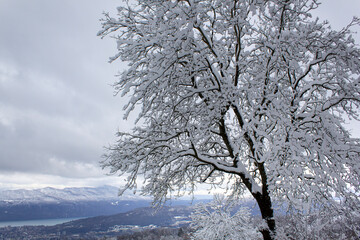 snow covered tree winery day card  