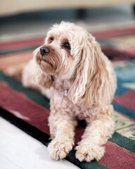 Cute Cavapoo Puppy Dog