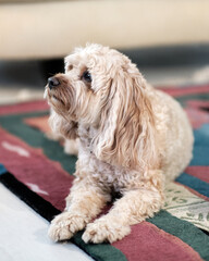  Adorable Cavapoo Puppy Dog Looking Up
