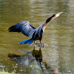 Anhinga Dries her wings