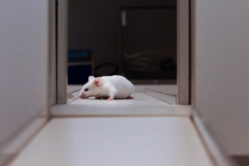 Mouse walking in research laboratory