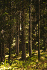 Naklejka premium Walk over a river bed carved out by the water, the rock walls are eroded. Several stones form towers