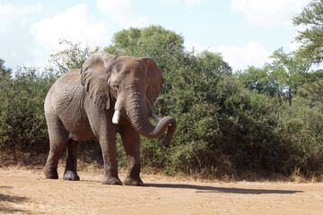 Fototapeta premium Afrikanischer Elefant / African elephant / Loxodonta africana