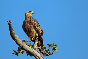 Wahlbergsadler / Wahlberg's  Eagle / Aquila wahlbergi