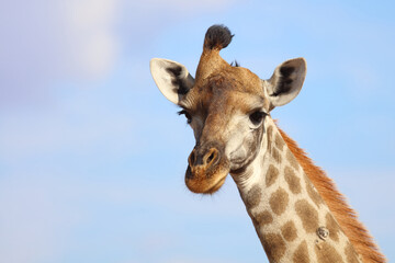 Giraffe / Giraffe / Giraffa Camelopardalis