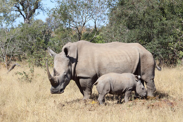 Breitmaulnashorn / Square-lipped Rhinoceros / Ceratotherium Simum