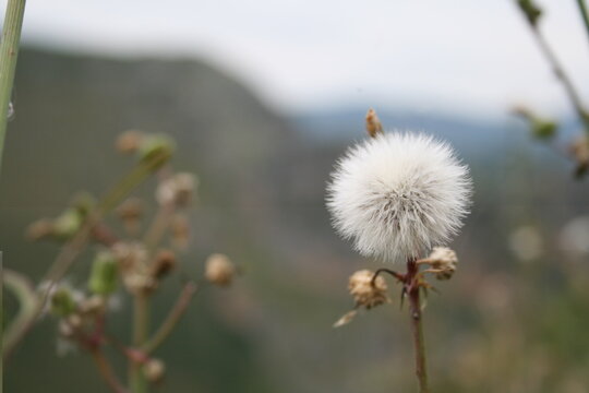 Il Crespigno &ndash; Sonchus oleacerus