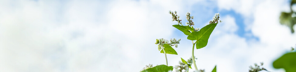 Blooming buckwheat field under summer sky with clouds. Soft focus