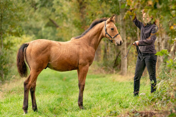 Obraz na płótnie Canvas A light brown buckskin foal, the female owner stands next to the stallion Autumn Sun