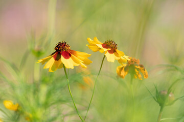 Yellow blooming flowers with brown hearts in a field. Sunflower, 'Goldrausch' Helenium autumnale. Selective focus
