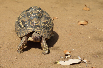 Leopardenschildkröte / Leopard tortoise / Geochelone pardalis
