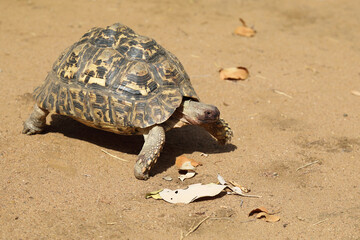 Leopardenschildkröte / Leopard tortoise / Geochelone pardalis