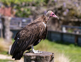 vulture resting on a plinth.
