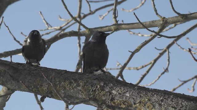 Treated the jackdaws to a crouton. They sat down on a tree and ate a treat.