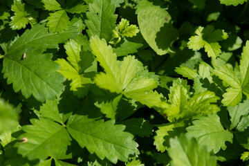 Leaves of wild plants from the ground in the countryside, Italy