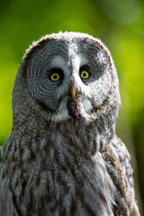 Portrait of a grey owl.