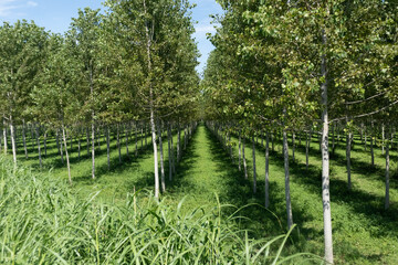 Field of growing trees or forest for wood, Italy