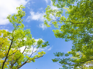 背景素材　新緑