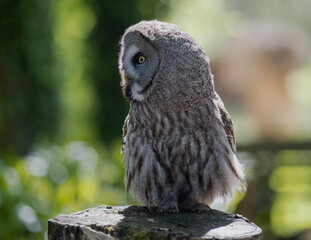 great grey owl