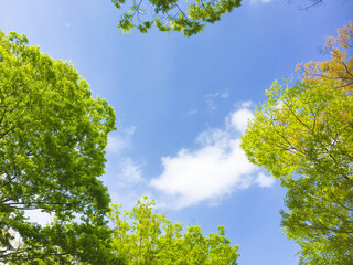 背景素材　新緑