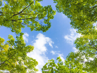 背景素材　新緑