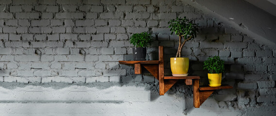 On brick wall, a wooden shelf with flowerpots. Green Plants Crassula ovoid, ficus benjamin natasha,...