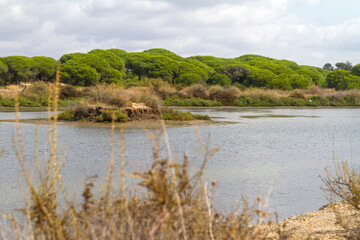 Campo, planta, flor, rio y agua en parque natural del Río Piedras y Flecha del Rompido en Cartaya, Huelva, Andalucia, España