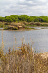 Campo, planta, flor, rio y agua en parque natural del Río Piedras y Flecha del Rompido en Cartaya, Huelva, Andalucia, España