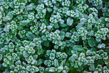 早朝に写した雑草の霜	
