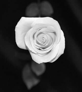 B&W ROSE WITH LEAVES #970
