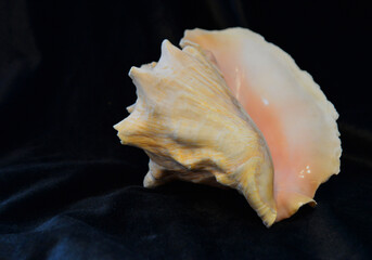 SIDE OF SHELL