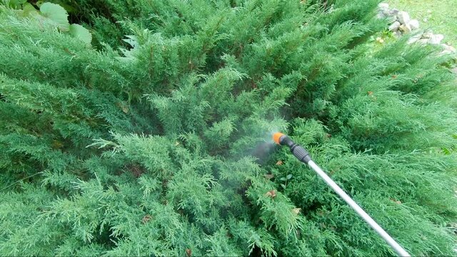 Treatment of the Park area with insecticides from a spray gun. Treatment of ticks, pests and parasites in the Park. Treatment of juniper from insects