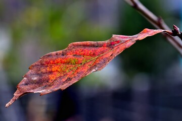 Fototapeta premium 紅葉