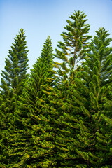 Fototapeta na wymiar Tall pine trees close-up in the park