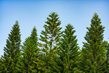 Tall pine trees close-up in the park
