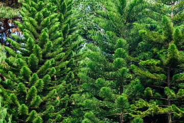 Tall pine trees close-up in the park