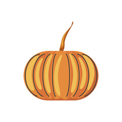 pumpkin harvest vegetable nature nutrition