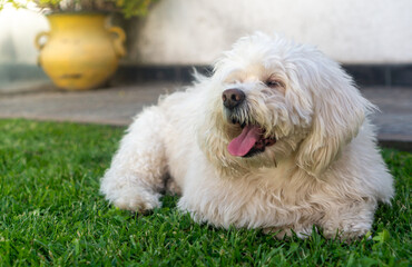 Happy white haired dog sitting on the grass with tongue out