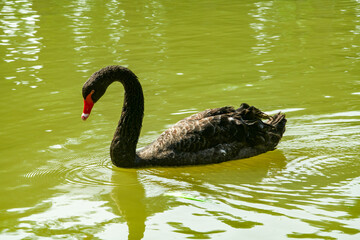 Close up of a black swan foraging in a pond