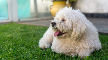 Happy white haired dog sitting on the grass with tongue out