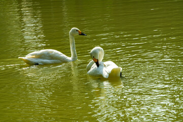 Close-up of two white swans playing in the pond