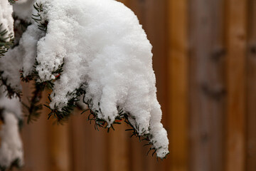 Snow on Spruce Close Up
