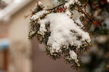 Spiky Snow Branches