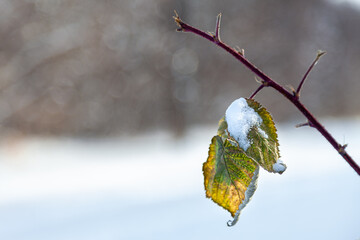 Solitary Leaves in Snow