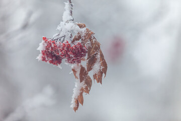 red berries on a branch