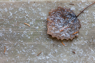 cold dead leaf on the ground