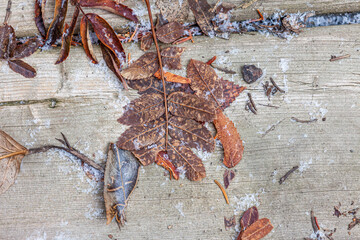 dry cold leaves on wood